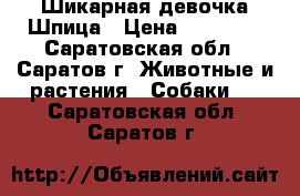 Шикарная девочка Шпица › Цена ­ 25 000 - Саратовская обл., Саратов г. Животные и растения » Собаки   . Саратовская обл.,Саратов г.